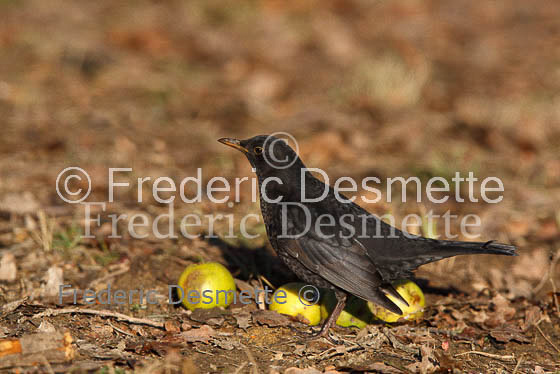 Blacbird (Turdus merula)-29