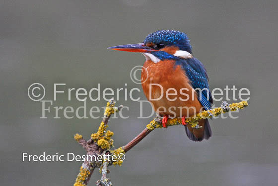 Kingfisher (Alcedo Atthis)-67