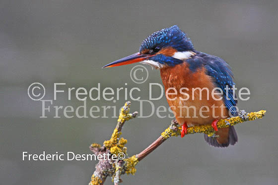 Kingfisher (Alcedo Atthis)-68
