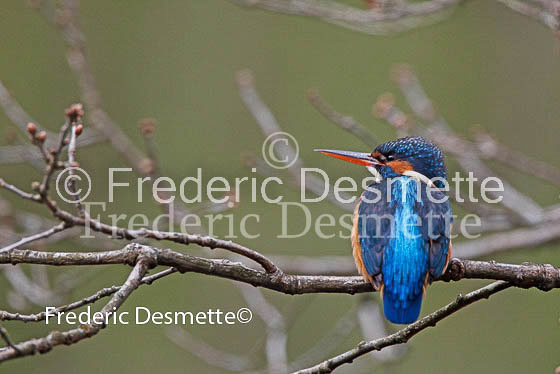 Kingfisher (Alcedo Atthis)-69