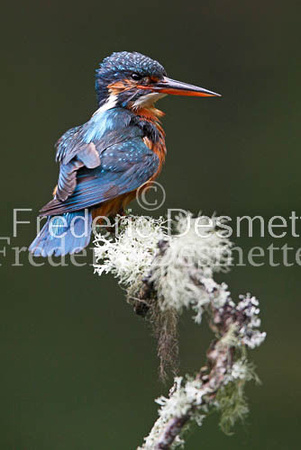 Kingfisher (Alcedo Atthis)-74