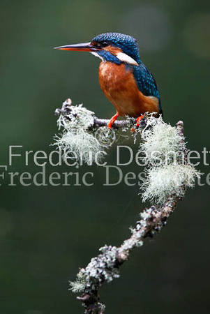 Kingfisher (Alcedo Atthis)-77