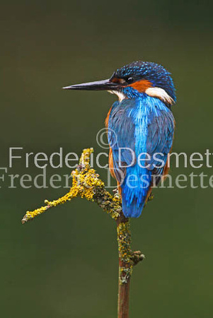 Kingfisher (Alcedo Atthis)-82