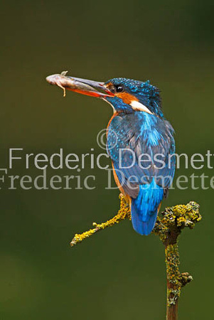 Kingfisher (Alcedo Atthis)-84