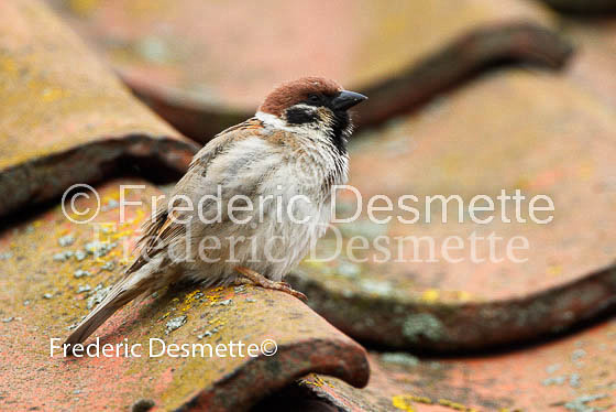 Tree sparrow 9 (Passer montanus)
