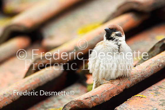 Tree sparrow 11 (Passer montanus)