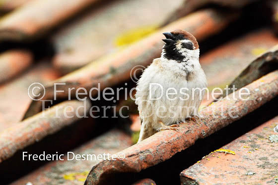 Tree sparrow 7 (Passer montanus)