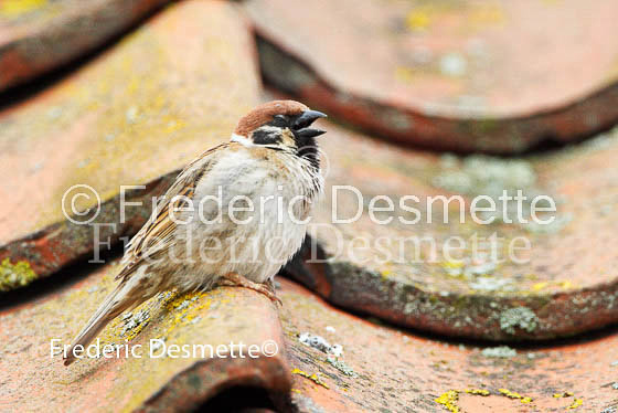 Tree sparrow 6 (Passer montanus)