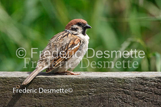 Tree sparrow 8 (Passer montanus)