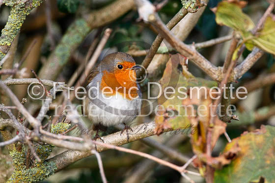 Robin (Erithacus rubecula)-22