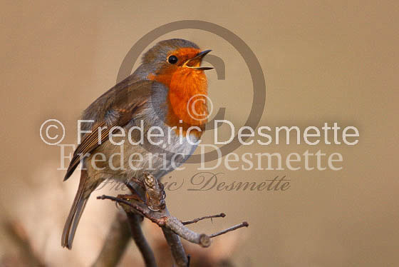 Robin (Erithacus rubecula)-23