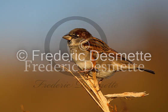 House sparrow (passer domesticus)-7