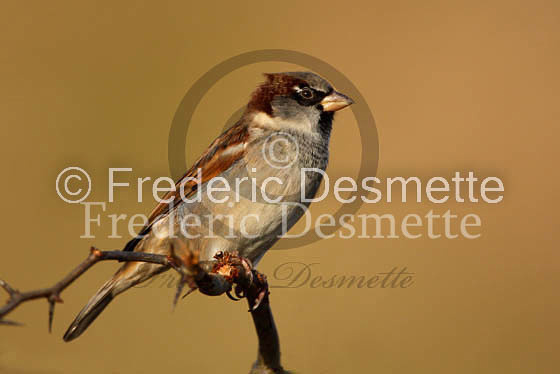 House sparrow (passer domesticus)-8