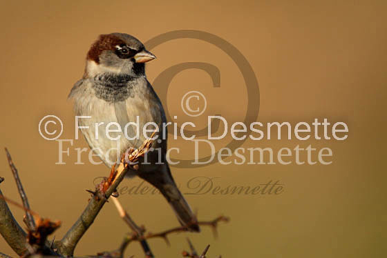 House sparrow (passer domesticus)-9