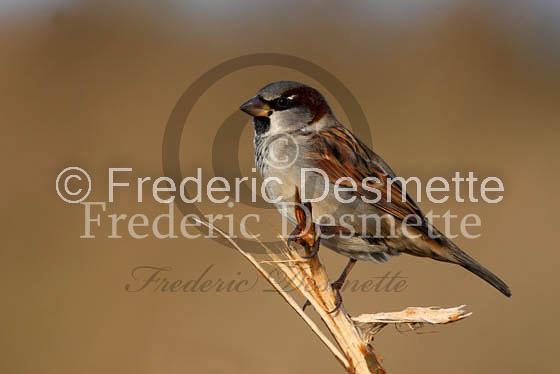House sparrow (passer domesticus)-10