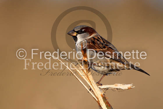 House sparrow (passer domesticus)-11