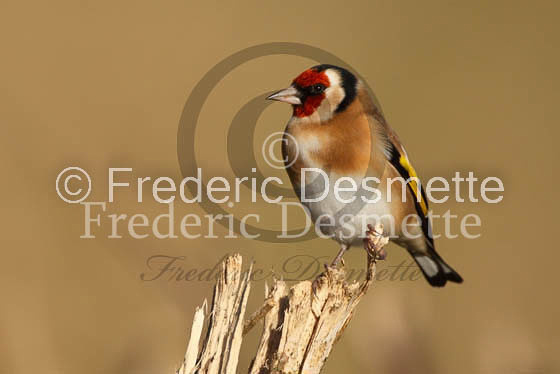 Goldfinch (Carduelis carduelis)-1