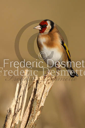 Goldfinch (Carduelis carduelis)-2