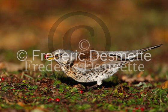 Fieldfare 14 (Turdus pilaris)