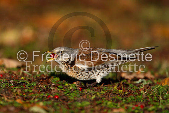 Fieldfare 15 (Turdus pilaris)