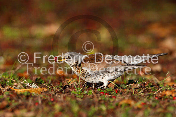 Fieldfare 17 (Turdus pilaris)