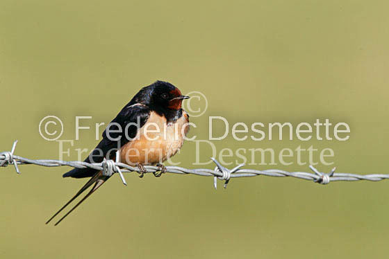 Swallow (Hirundo rustica) -22