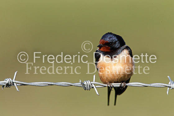 Swallow (Hirundo rustica) -23