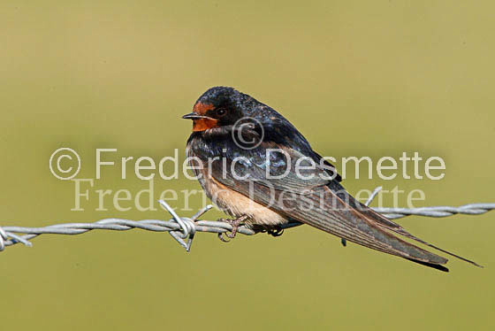 Swallow (Hirundo rustica) -24