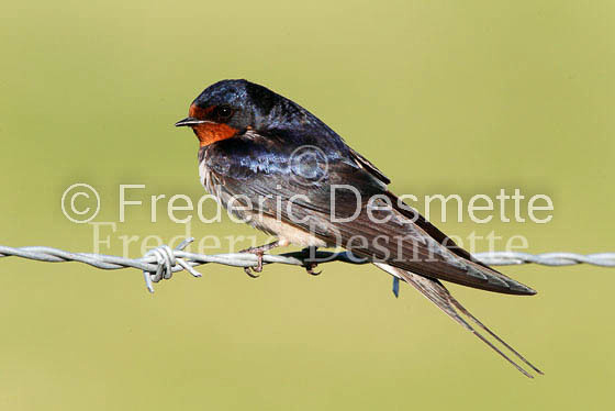 Swallow (Hirundo rustica) -25