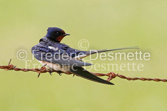 Swallow (Hirundo rustica) -26
