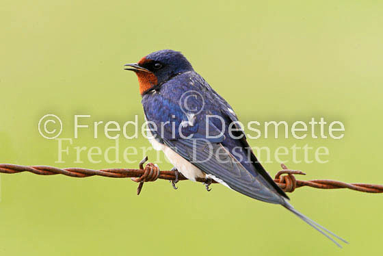 Swallow (Hirundo rustica) -27