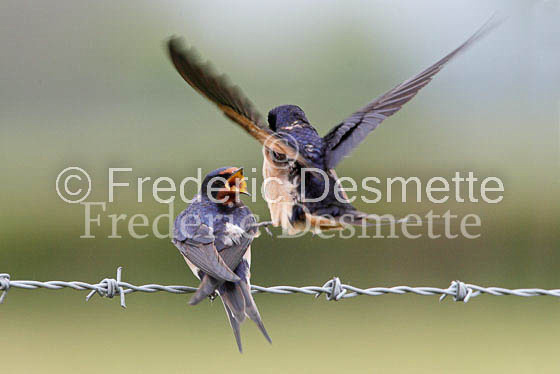 Swallow (Hirundo rustica) -28