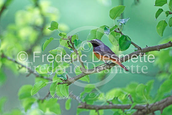 Redstart 3 (Phoenicurus phoenicurus)