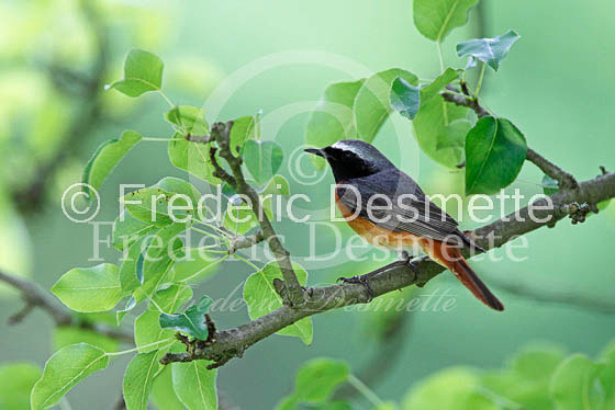 Redstart 2 (Phoenicurus phoenicurus)