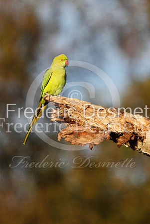 Ring necked parakeet 14 (Psittacula Krameri)