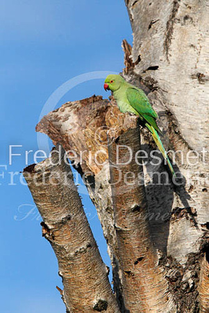 Ring necked parakeet 15 (Psittacula Krameri)