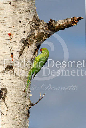 Ring necked parakeet 17 (Psittacula Krameri)