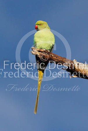 Ring necked parakeet 16 (Psittacula Krameri)