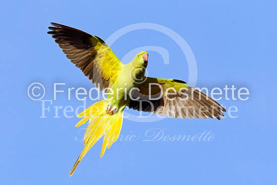 Ring necked parakeet 10 (Psittacula krameri)