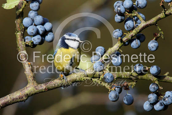 Blue tit (Parus caeruleus)-51