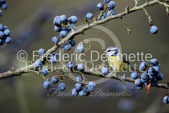 Blue tit (Parus caeruleus)-55