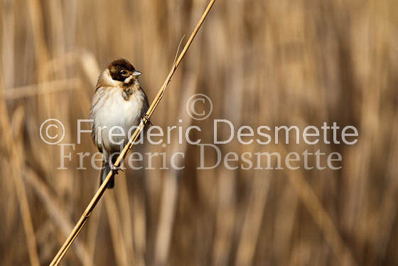 Reed bunting (Emberiza schoeniclus)-26