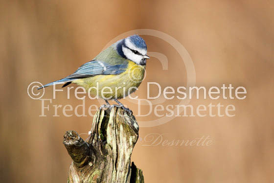 Blue tit (Parus caeruleus)-61