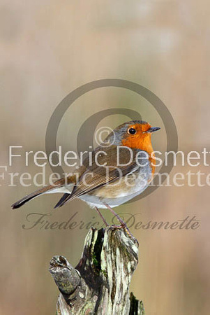 Robin (Erithacus rubecula)-26