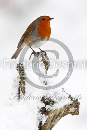Robin (Erithacus rubecula)-31