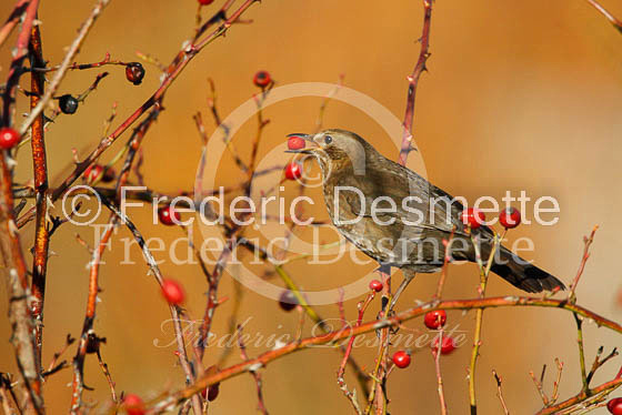 Blacbird (Turdus merula)-38