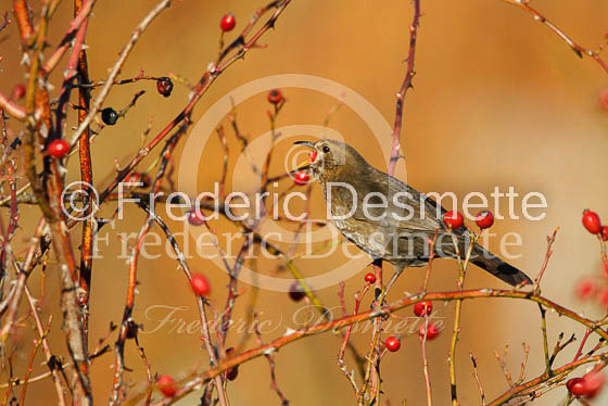 Blacbird (Turdus merula)-39