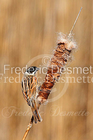 Reed bunting (Emberiza schoeniclus)-42