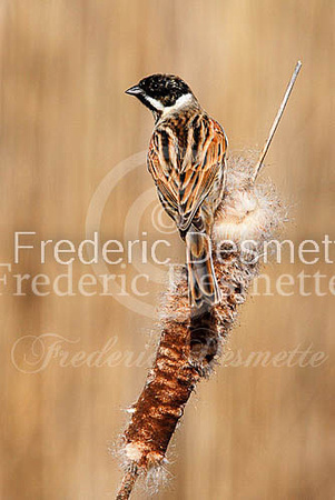 Reed bunting (Emberiza schoeniclus)-43
