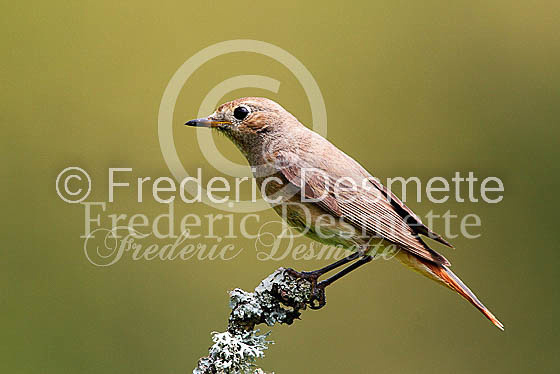 Redstart 25 (Phoenicurus phoenicurus)